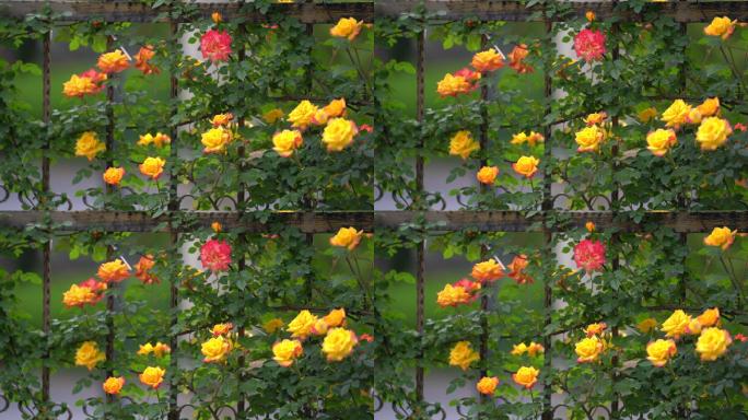 春天月季花蔷薇花铁艺护栏围墙原素材