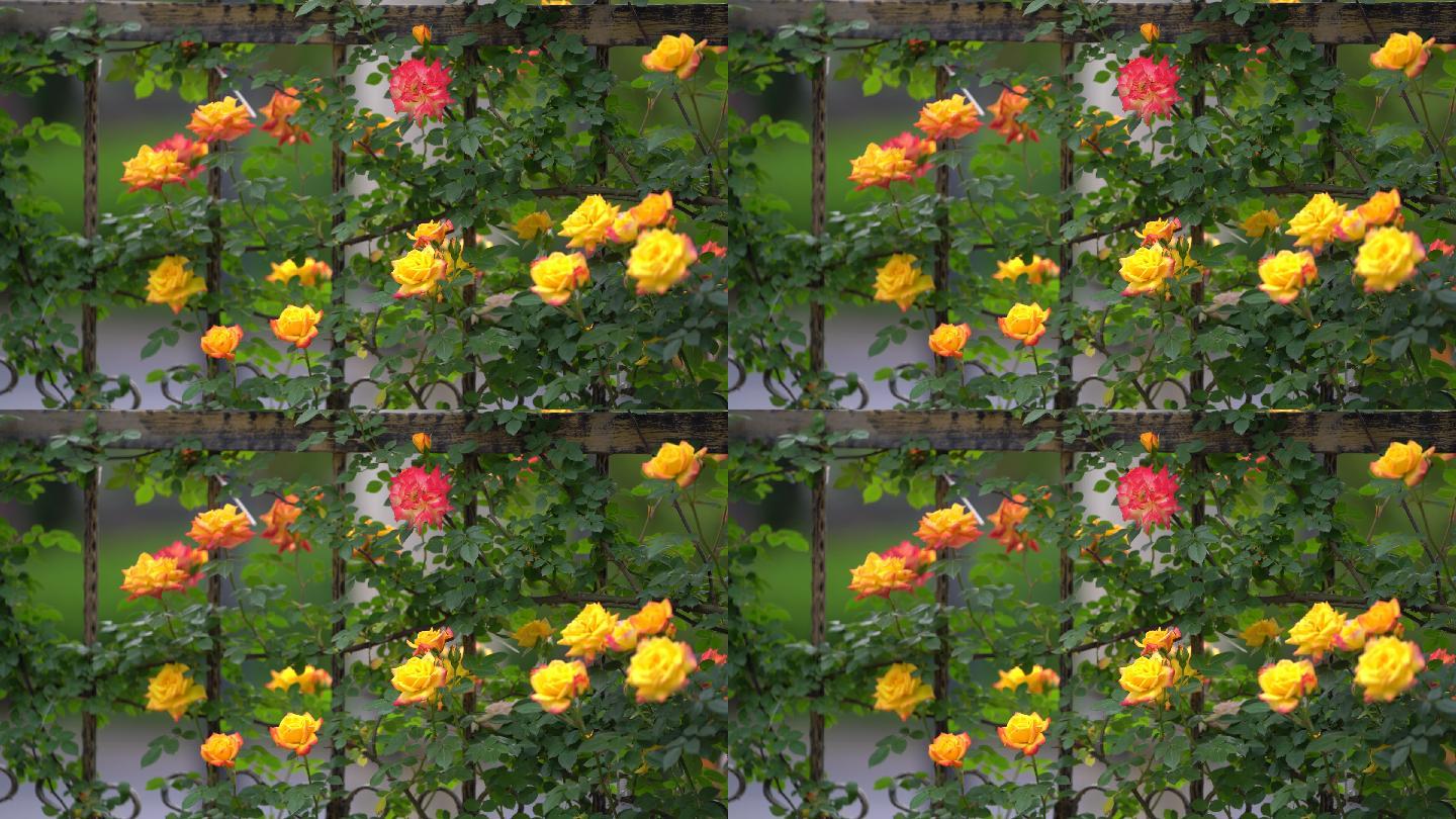 春天月季花蔷薇花铁艺护栏围墙原素材