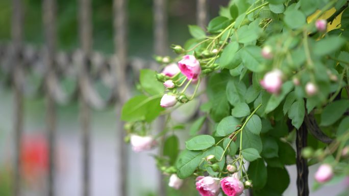 春天蔷薇花铁艺护栏春风花苞花朵原素材