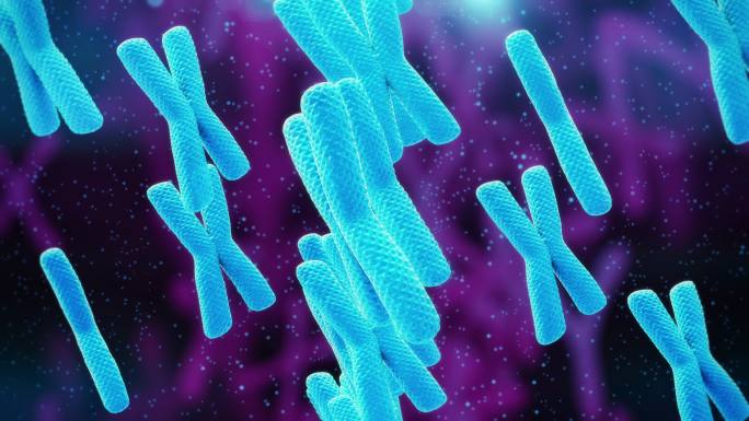 人类染色体。XY序列