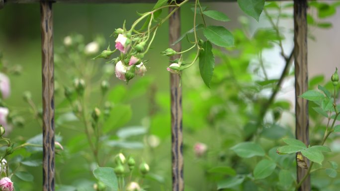 春天蔷薇花月季花铁艺护栏围墙原素材花苞