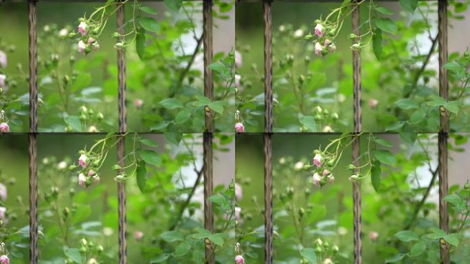春天蔷薇花月季花铁艺护栏围墙原素材花苞