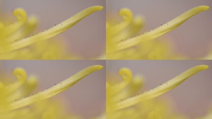 微距花朵清晨的露水