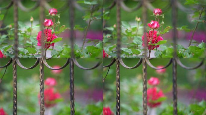 春天四月玫瑰花月季花铁艺护栏花苞原素材