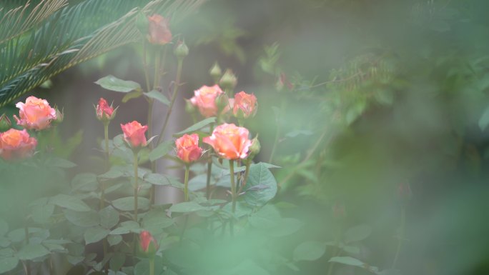 春天四月月季花玫瑰花粉红花苞花骨朵原素材