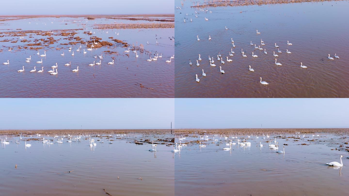 黄河天鹅4K航拍高帧率视频素材