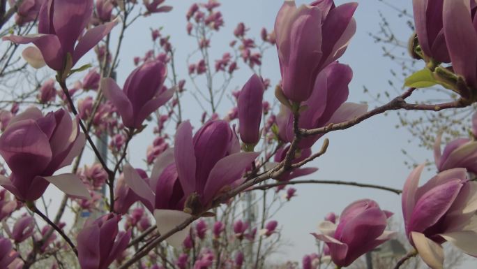 粉色玉兰花团锦簇花儿朵朵鲜花红色灿烂