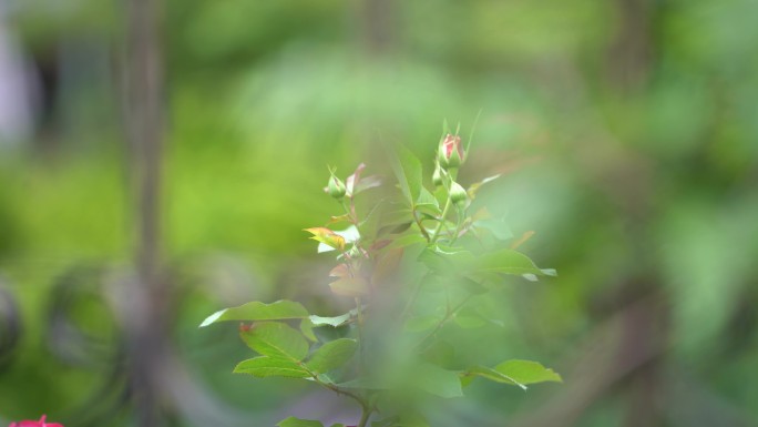 春天月季花蔷薇花花苞花骨朵原素材铁艺