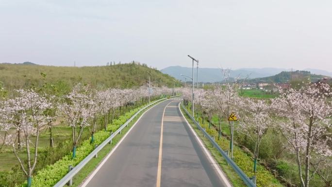 樱花公路航拍