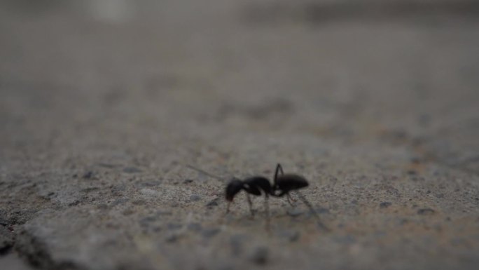 大蚂蚁运食物