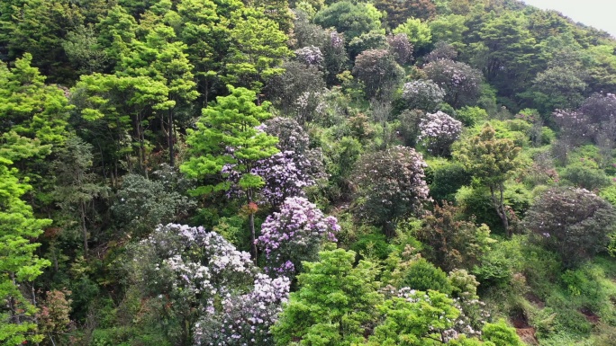 深圳市梧桐山杜鹃花航拍大景