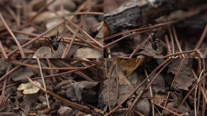 大黑蚂蚁爬行
