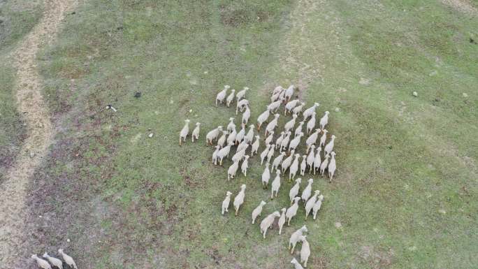 航拍羊群绵羊