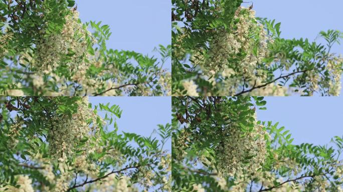 槐花 槐树花 槐树