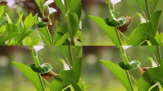 谷雨节气微距拍摄蜗牛蜗从叶子上爬过