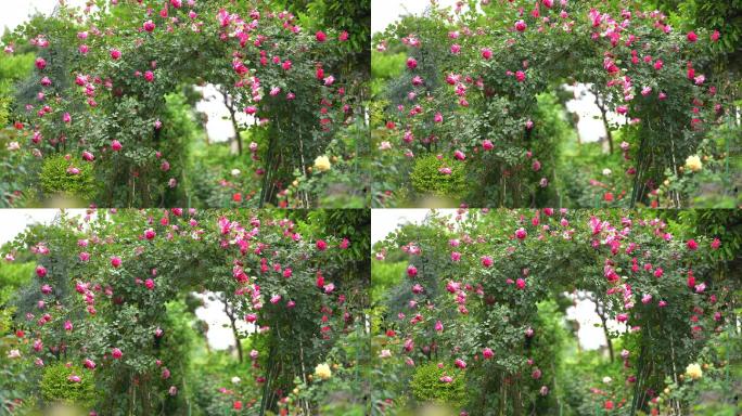 春天月季蔷薇拱门造型春风花园花圃