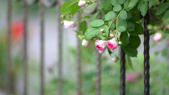 春天蔷薇花铁艺护栏围墙原素材春风