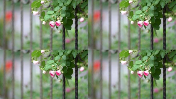 春天蔷薇花铁艺护栏围墙原素材春风
