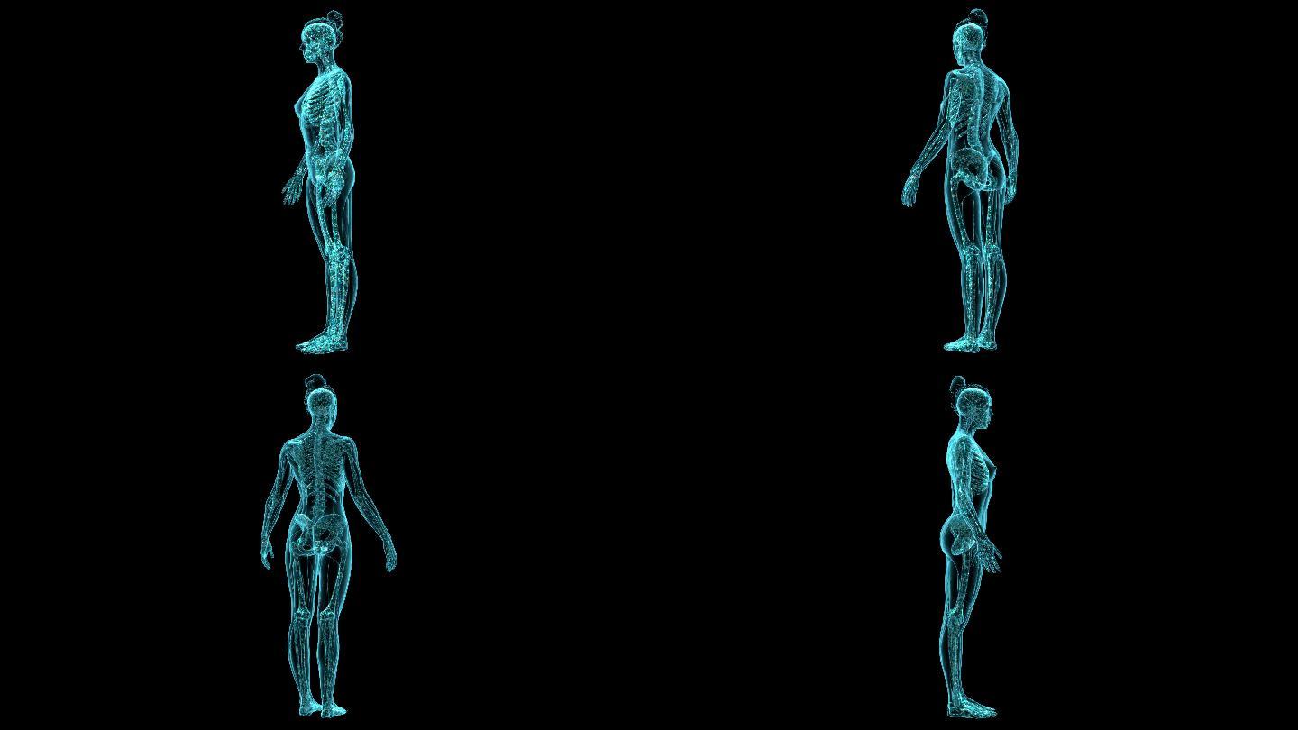 一个女性骨骼的数字全息模型，带有全长X射线，绕轴旋转360度，循环动画。