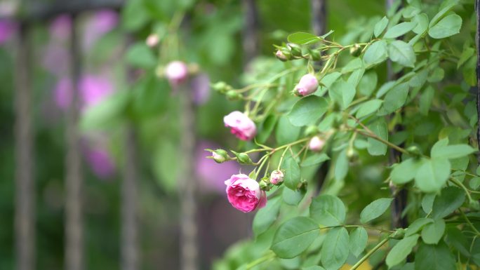 春天月季蔷薇花铁艺护栏围墙花苞春风