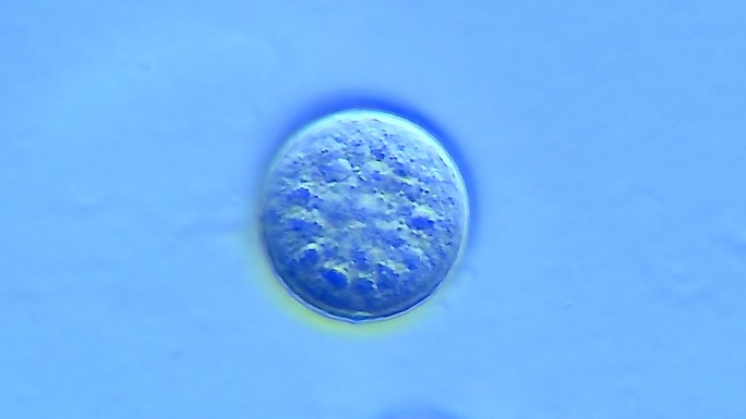 细胞胚胎发育圆形
