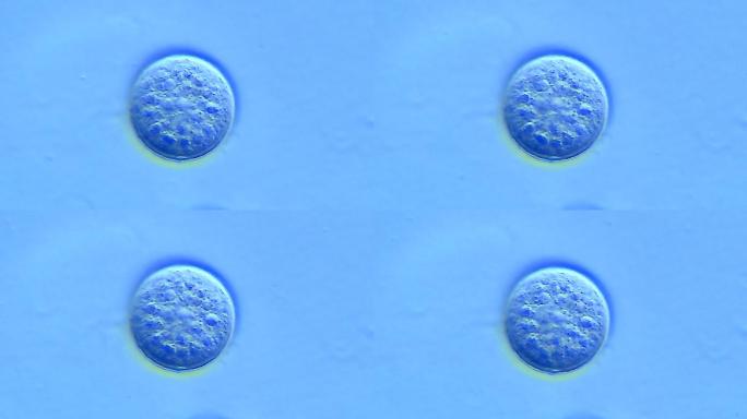 细胞胚胎发育圆形