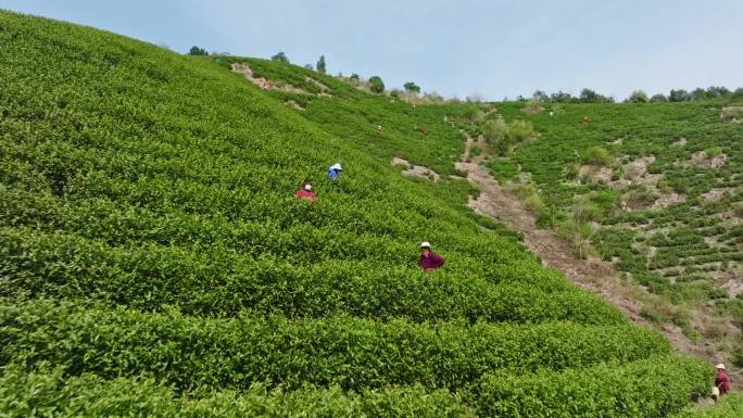 采茶季节茶叶山