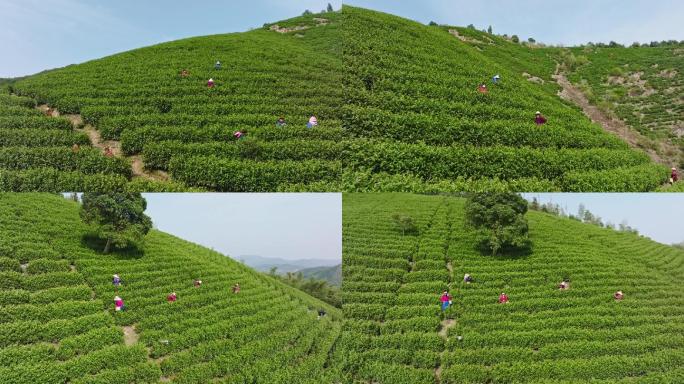 采茶季节茶叶山