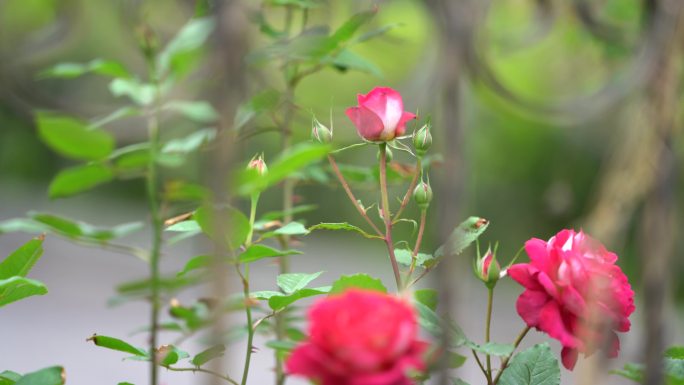 春天月季花玫瑰花铁艺护栏花园花苞