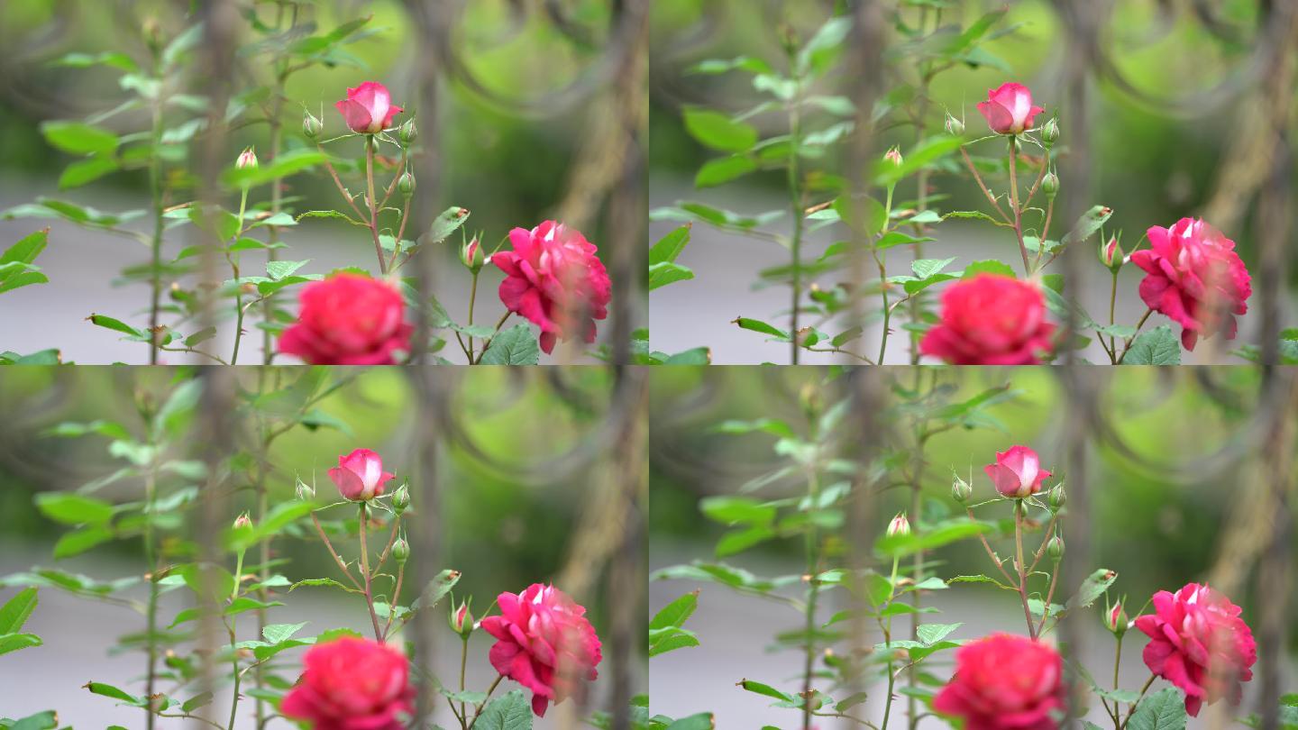 春天月季花玫瑰花铁艺护栏花园花苞