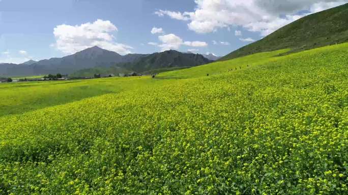 油菜花4K视频