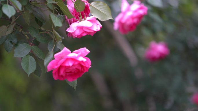 春天花园院子月季花蔷薇花春风原素材