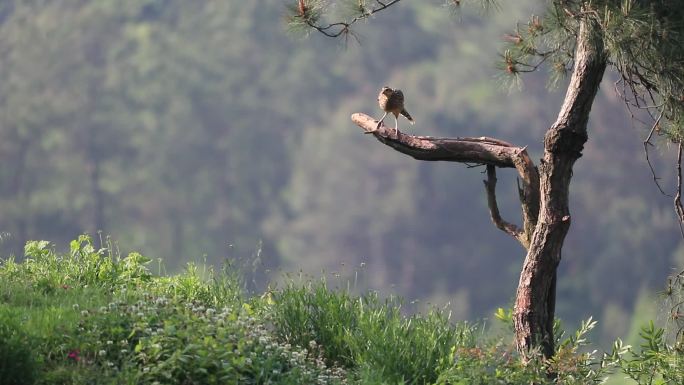 从树上飞下来的雌白冠长尾雉视频慢动作