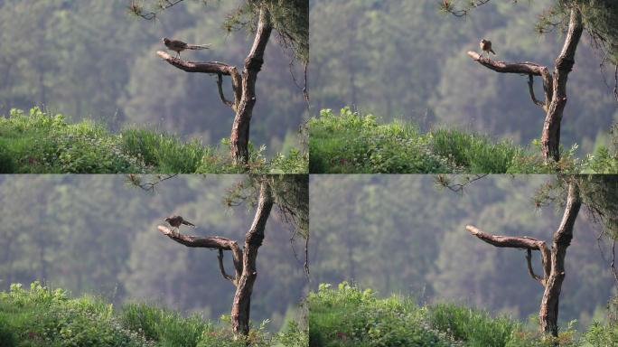 从树上飞下来的雌白冠长尾雉视频慢动作