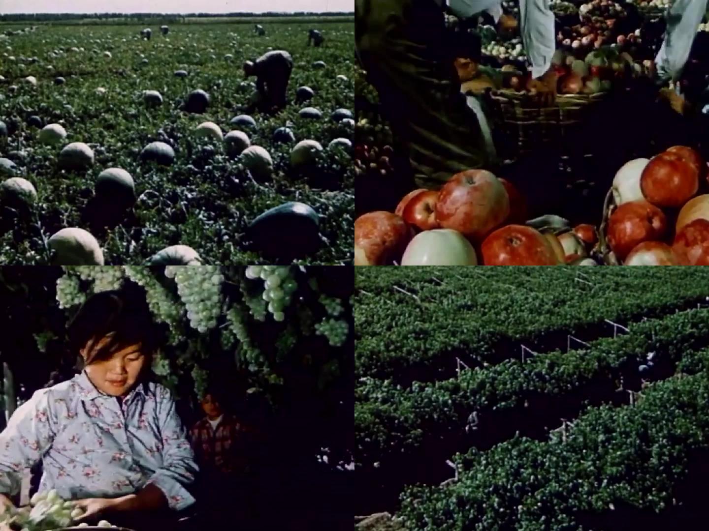 兵团建设成果——新疆瓜果蔬菜收获