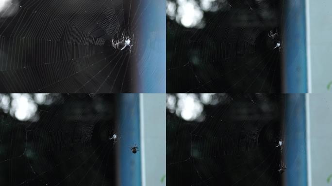 蜘蛛 织网 昆虫 益虫 天网恢恢 蜘蛛网