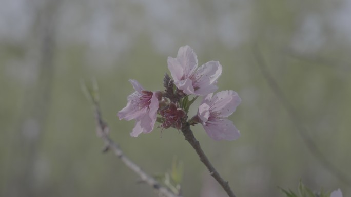 莱西梅花山