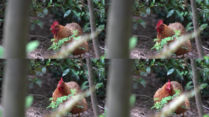 山林林下树林养鸡公鸡母鸡原素材