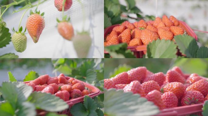 4K拍摄高端草莓采摘
