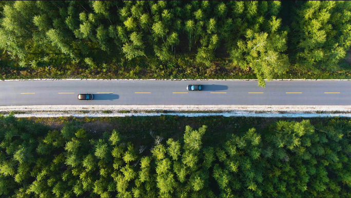 夏天 森林公路