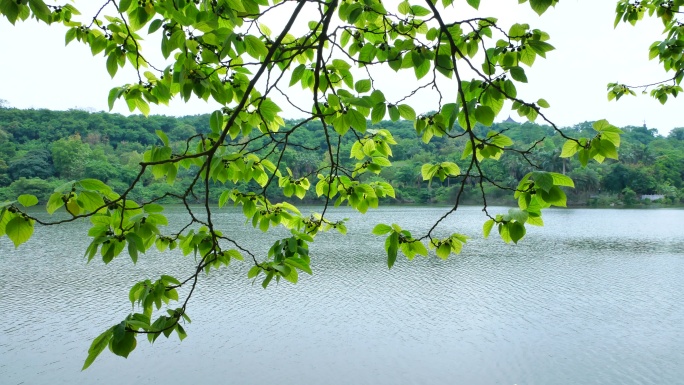 湖边河边池塘边的树枝树叶