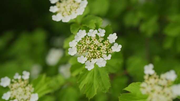 荚蒾花 白色绣球花 木绣球花