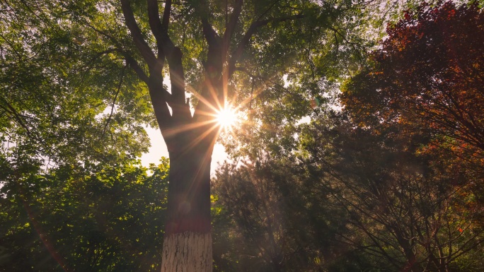房地产 阳光透过绿植延时树木影子光影变化