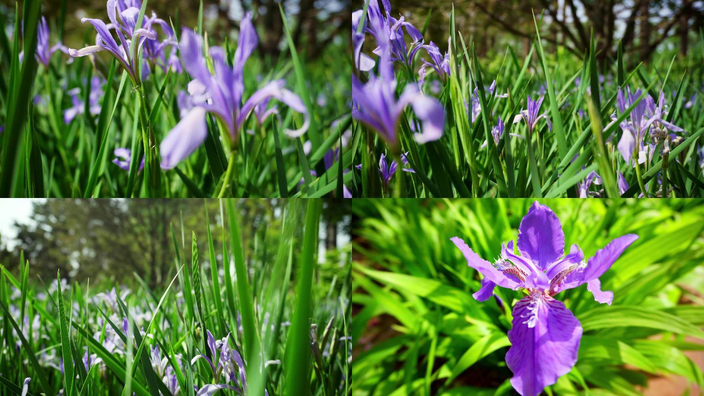 春天开放的紫色花朵