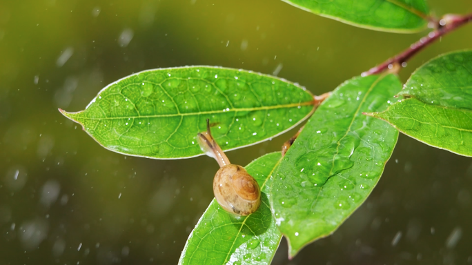 下雨天树叶上的蜗牛