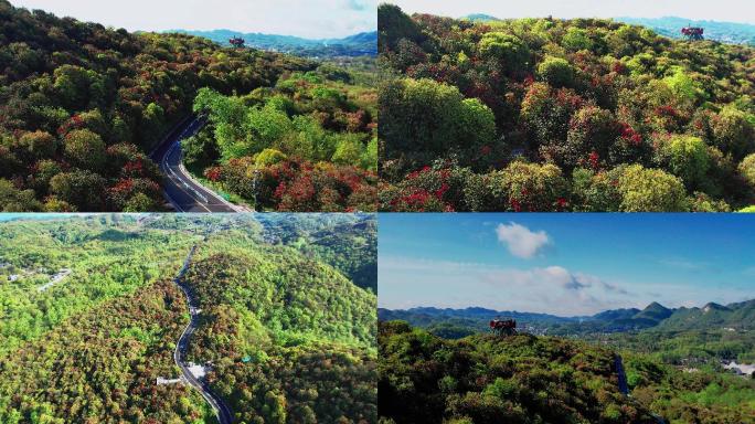 贵州百里杜鹃普底景区