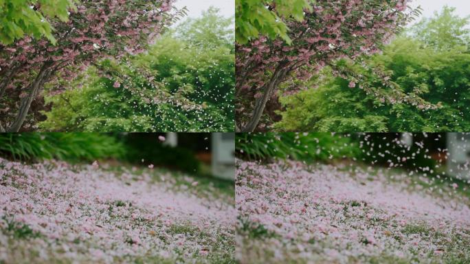 樱花落地 纷纷飘落