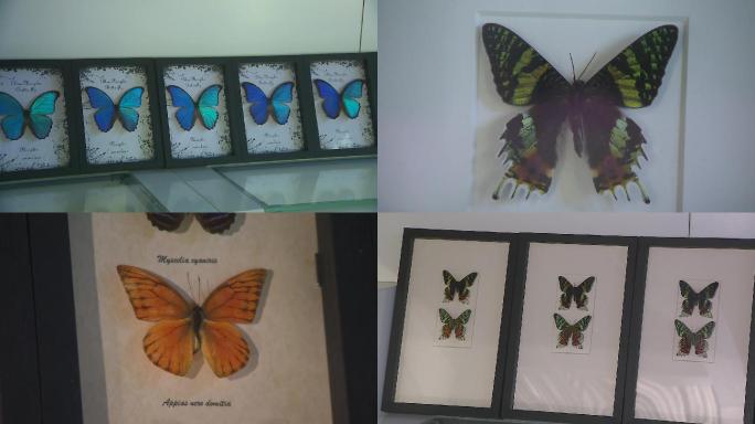 蝴蝶各品种标本鉴赏