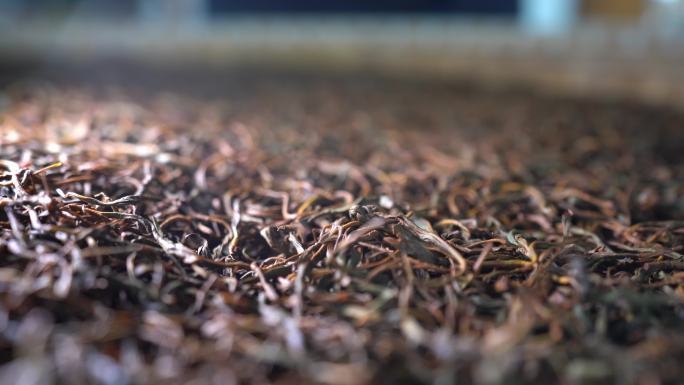 浙江绍兴红茶制作干燥发酵原素材