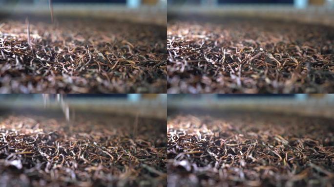 浙江绍兴红茶制作干燥发酵原素材